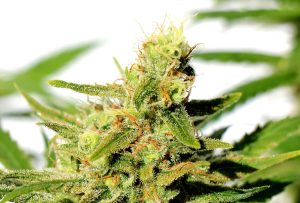 Buy From This Online Store - The Legality of Marijuana-Derived CBD