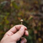 magic mushroom dispensaries